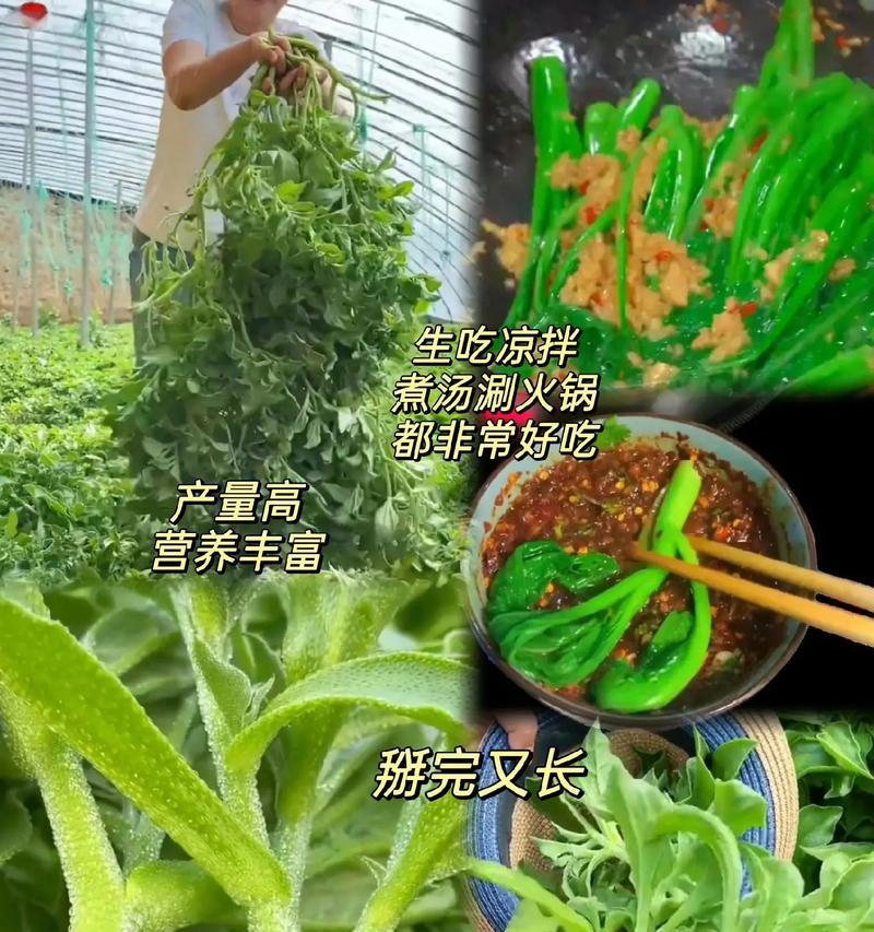 山西冰菜栽培技术要点有哪些？如何提高产量？