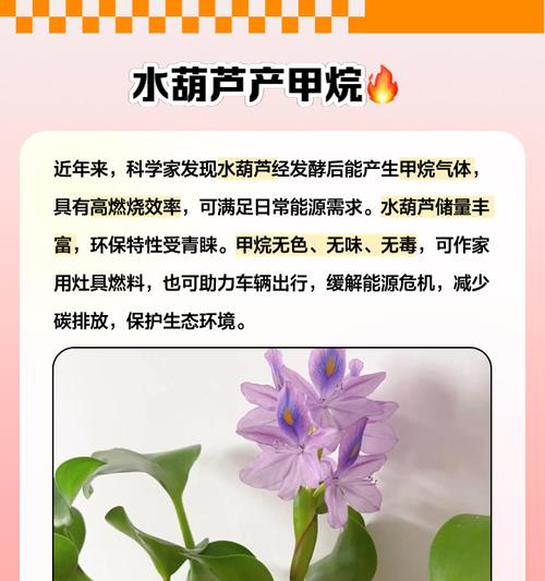 水生植物物品有哪些种类？常见的水生植物及其特性是什么？