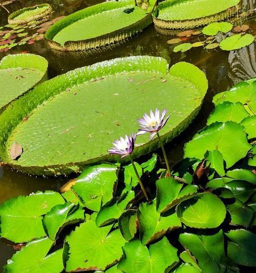 水生植物物品有哪些种类？常见的水生植物及其特性是什么？