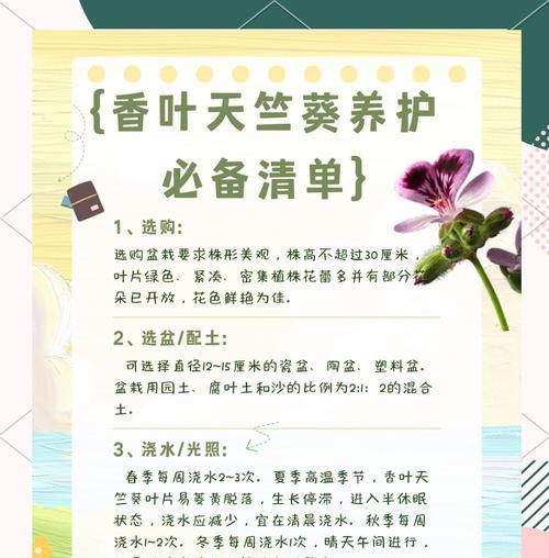 白鼠天竺葵大棵的养护方法是什么？