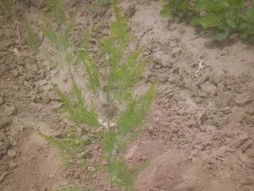 冬季芦笋栽培的关键技术要点是什么？