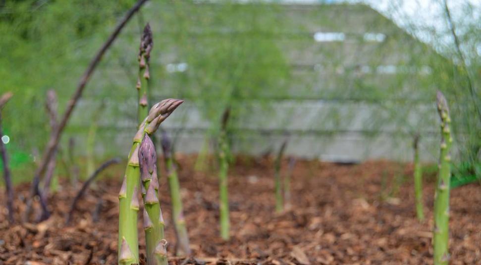 冬季芦笋栽培的关键技术要点是什么？