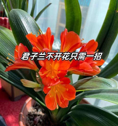 喜欢君子兰的人有哪些特质？君子兰爱好者的特点是什么？