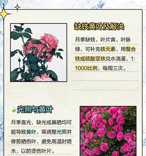 月季叶子枯萎了怎么办？如何正确处理？