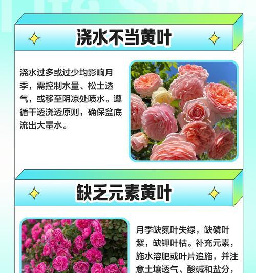 月季叶子枯萎了怎么办？如何正确处理？