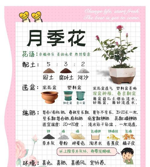 樱霞月季怎么弄？有哪些养护技巧？