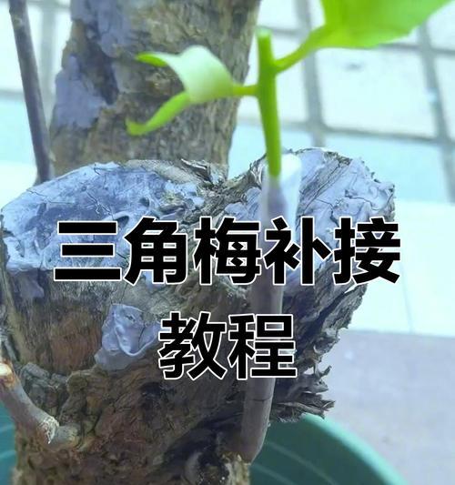 三角梅桩基的养护技巧是什么？