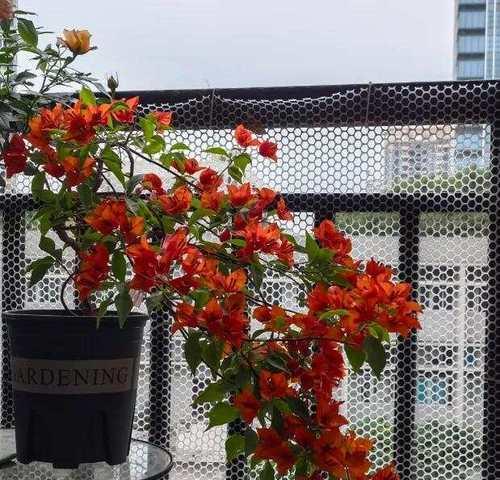 三角梅桩基的养护技巧是什么？