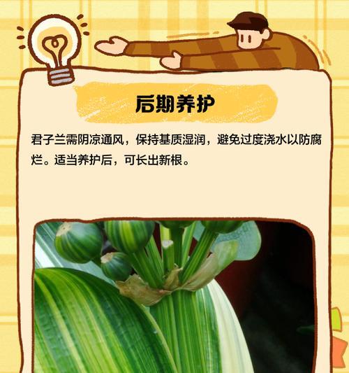 君子兰翻盆时如何保持根系干净？