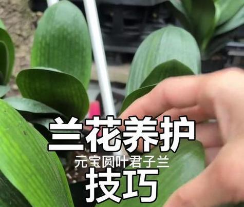 君子兰使用薄膜的养护方法是什么？
