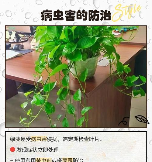 绿萝新叶发黄怎么处理？