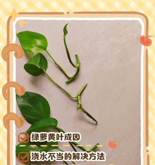 绿萝新叶发黄怎么处理？