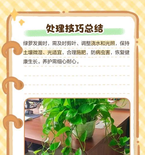绿萝新叶发黄怎么处理？