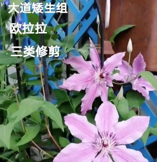 铁线莲栽种高成活率技巧？如何提高铁线莲的存活率？