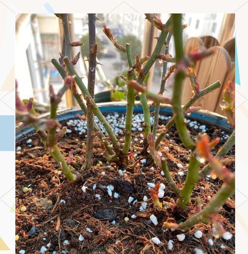 月季树木在花盆中如何养护？花盆养护的注意事项有哪些？
