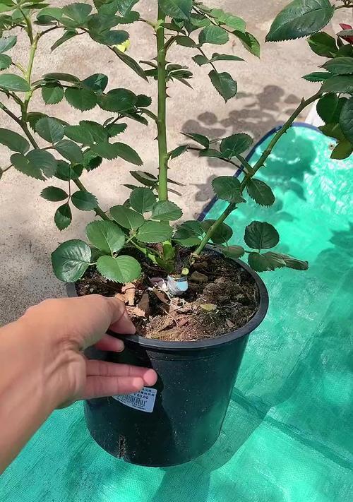 月季树木在花盆中如何养护？花盆养护的注意事项有哪些？