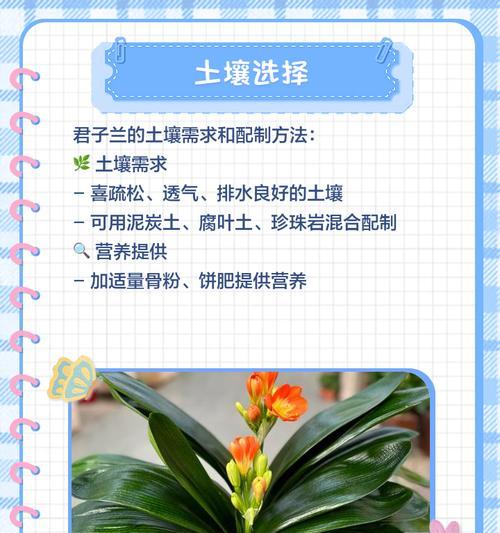 无叶开花君子兰养护技巧是什么？如何处理常见问题？