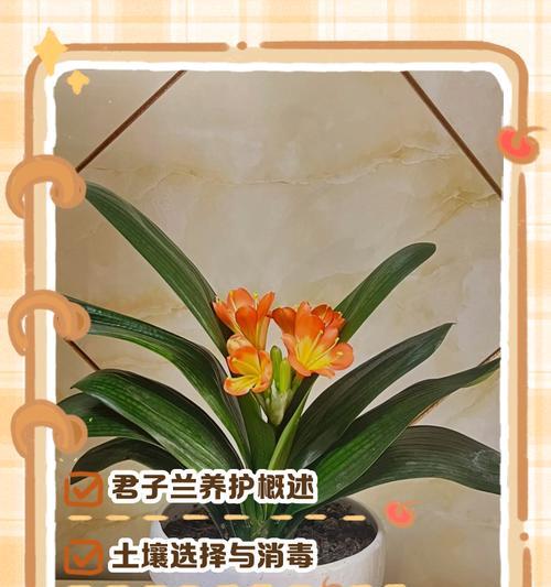 无叶开花君子兰养护技巧是什么？如何处理常见问题？