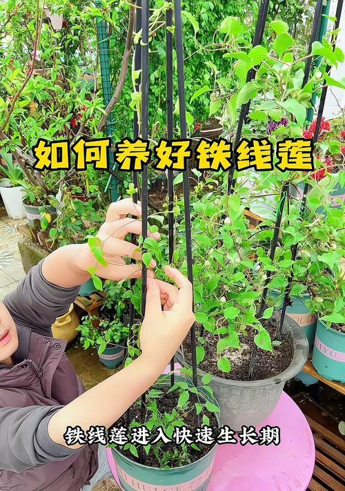 铁线莲老桩大苗的正确养护方法是什么？