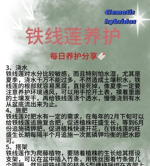 铁线莲老桩大苗的正确养护方法是什么？