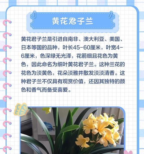 君子兰国旗红品种的特点是什么？