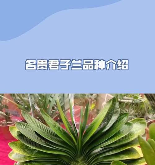 君子兰国旗红品种的特点是什么？