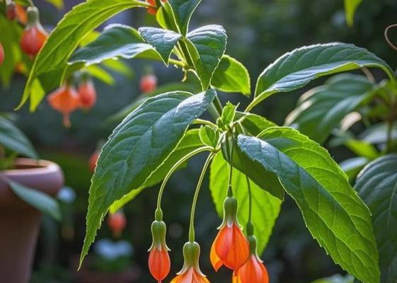 冬季适合观赏的植物有哪些？它们的养护要点是什么？