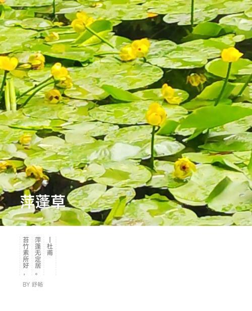 北方户外适合养哪些水生植物？如何选择适合北方的水生植物？