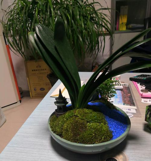 观赏植物警示语有哪些？如何正确使用？