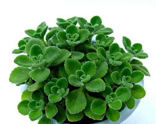 观赏植物警示语有哪些？如何正确使用？