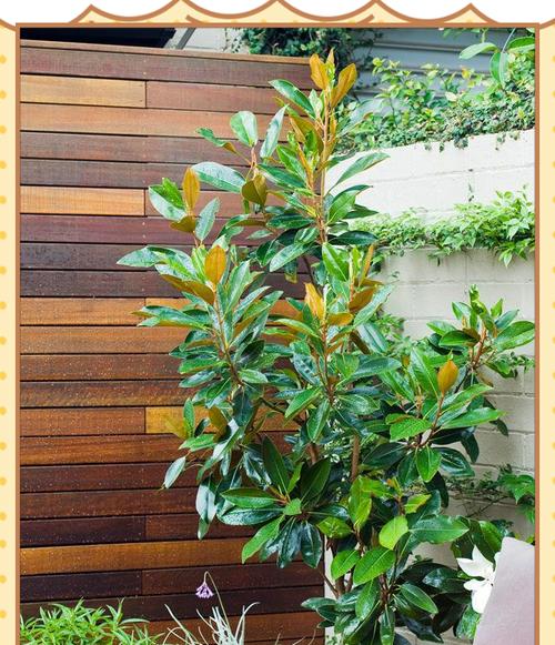 露台适合种植哪些乔木品种？