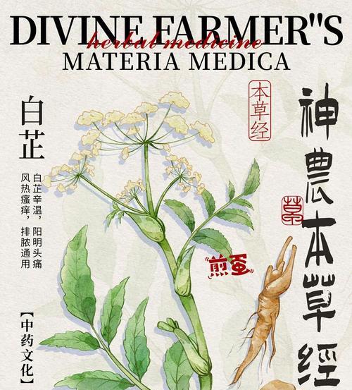 白芷种籽的最佳播种时间是什么时候？
