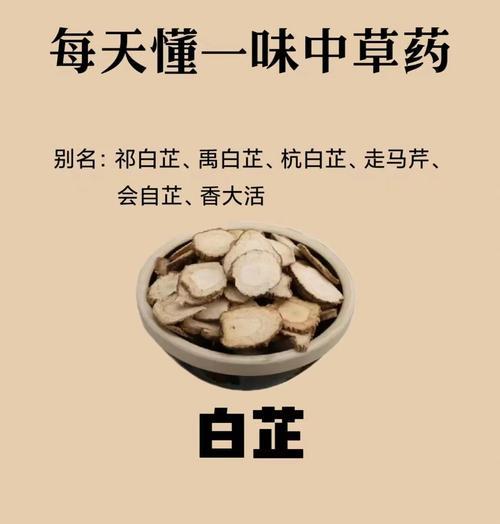 白芷种籽的最佳播种时间是什么时候？