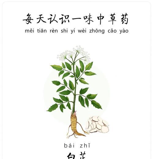 白芷种籽的最佳播种时间是什么时候？