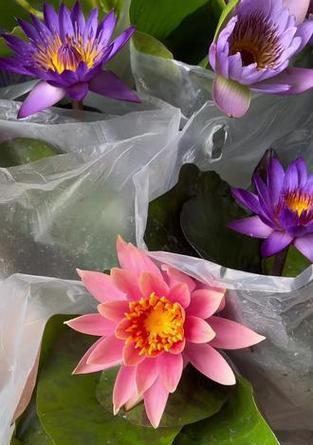 哪些水生植物适合漂泊生活？漂泊水生植物的种类有哪些？