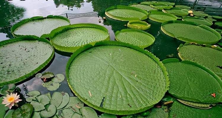 哪些水生植物适合漂泊生活？漂泊水生植物的种类有哪些？