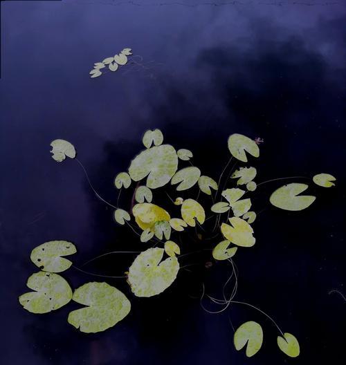 哪些水生植物适合漂泊生活？漂泊水生植物的种类有哪些？