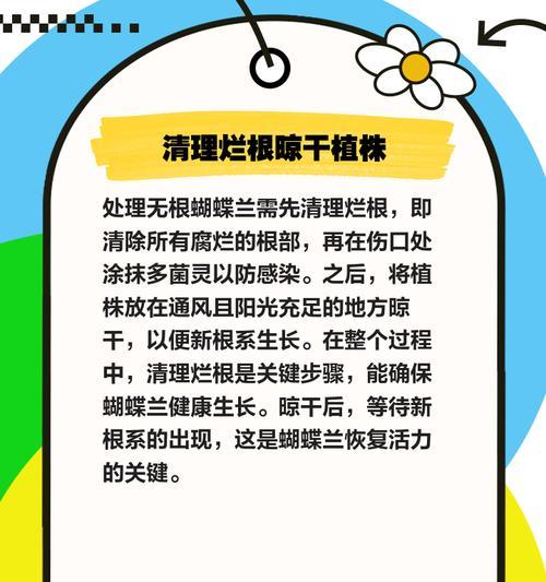 君子兰无根时应如何进行急救？