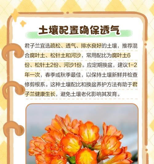 君子兰无根时应如何进行急救？