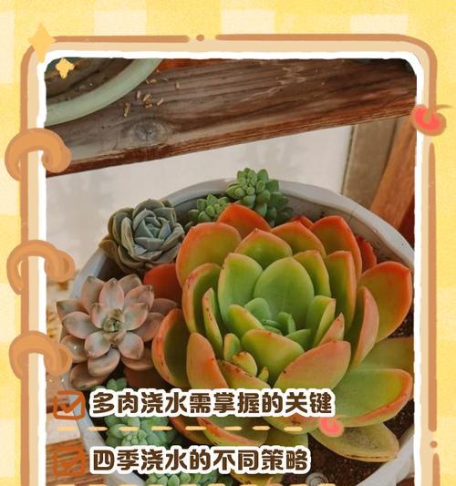 浇水的科学方法是什么？如何正确给植物浇水？