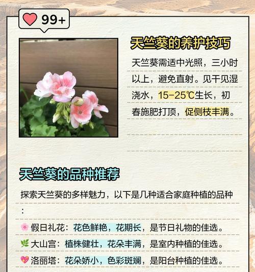 白鼠开花天竺葵的正确养护方法是什么？