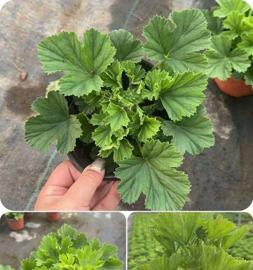 白鼠开花天竺葵的正确养护方法是什么？
