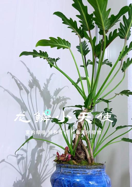 盆景制作龙鳞技巧有哪些？
