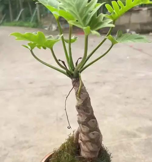 盆景制作龙鳞技巧有哪些？