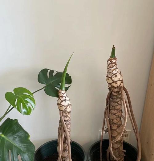 盆景制作龙鳞技巧有哪些？