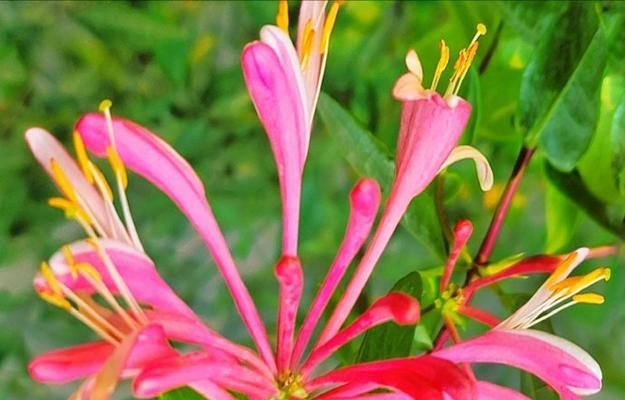 勇敢快乐的花有哪些？花卉如何象征勇敢与快乐？