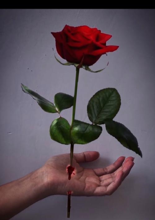 玫瑰花礼物的意义是什么？