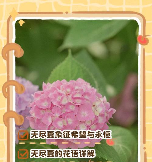 杜鹃花代表了什么含义？
