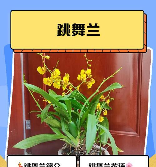 杜鹃花代表了什么含义？