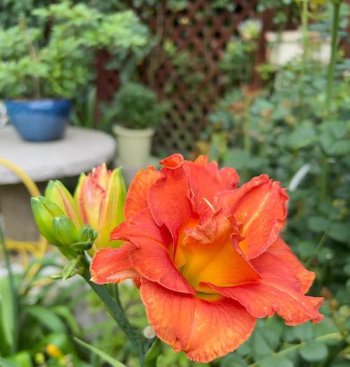 萱草花的花语是什么？它有什么寓意？